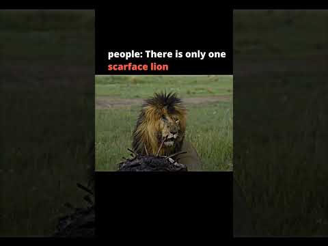 The scariest lion in the history #viral #shorts #video #youtube