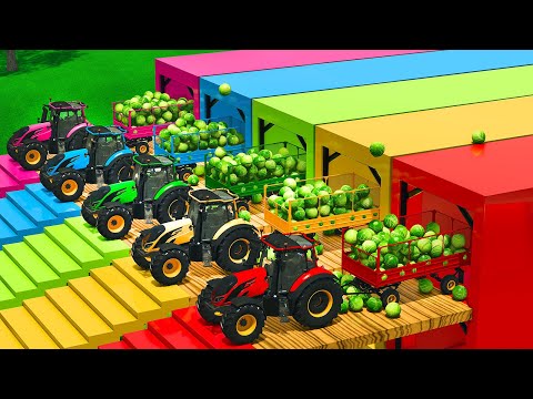 LOAD AND TRANSPORT WHITE CABBAGE WITH VALTRA TRACTORS | EPIC FARMING EXPERIENCE