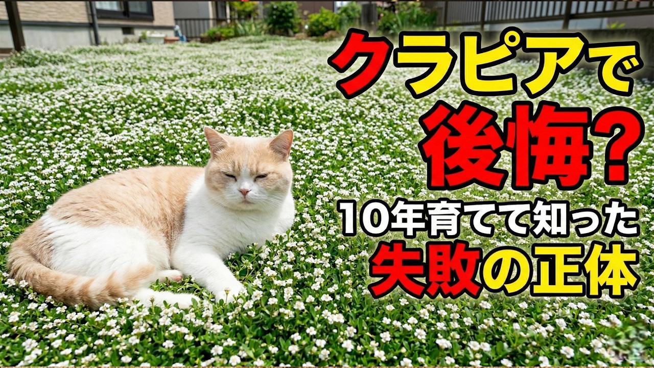 クラピアで後悔？10年育てて知った失敗の正体