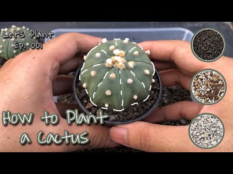 , title : 'How to Plant a Cactus (Astrophytum)'