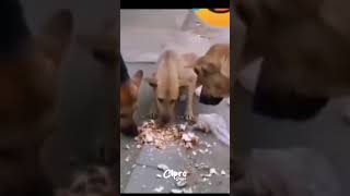 EL PERRO MEJOR ACTOR DEL MUNDO #viral