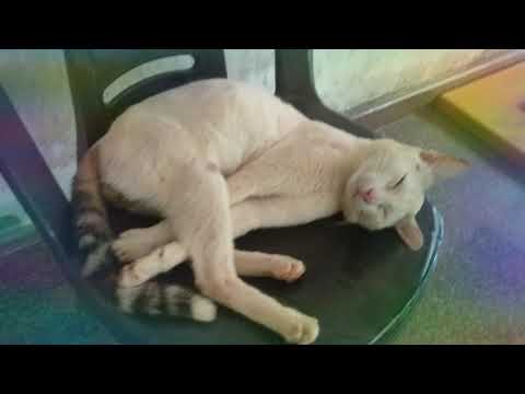 #funnycat | Cat is sleeping 😴