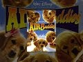 Air Buddies