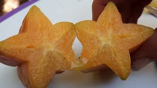 All about Starfruit! How to grow 1 of the top 5 easiest tropical fruit trees in the desert!
