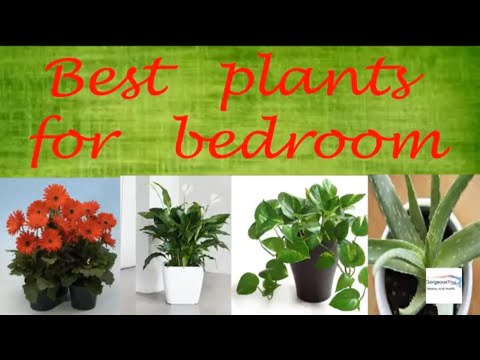 download lagu mp3 mp4 Plants To Keep In Bedroom In India, download lagu Plants To Keep In Bedroom In India gratis, unduh video klip Plants To Keep In Bedroom In India