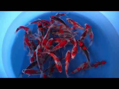 JKS 66 Goshiki Selected HQ