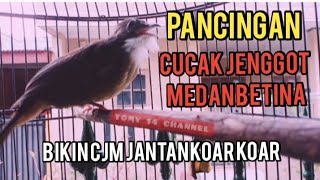 Download lagu Cucak Jenggot Medan Betina Ini Bikin CJM Jantan langsung Koar Koar mp3