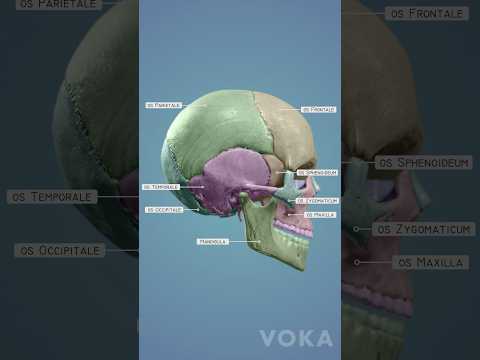 3D cranium bones anatomy - learn all the cranial bones with 3D visualization from VOKA
