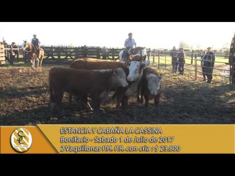 01-07-17 Ventas de Vaquillonas P.R. con cria - Estancia y Cabaña La Cassina - Bonifacio.