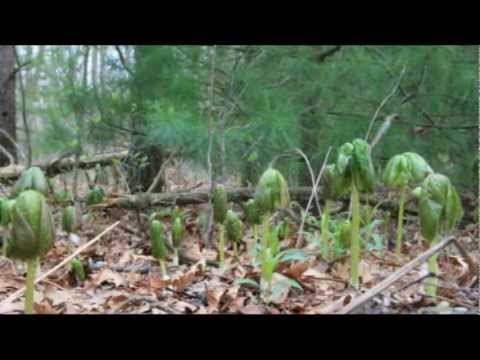 Mandrake Root Time Lapse... but we call it Mayapple