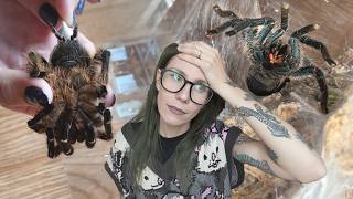 When Tarantula Keeping GOES WRONG!