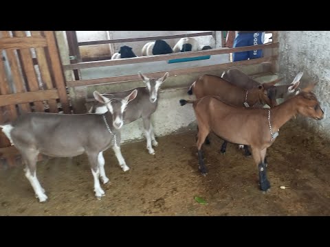 MARCOS INICIOU SUA CRIAÇÃO DE CABRAS LEITEIRAS NO CARIRI DA PARAIBA EM CATURITE
