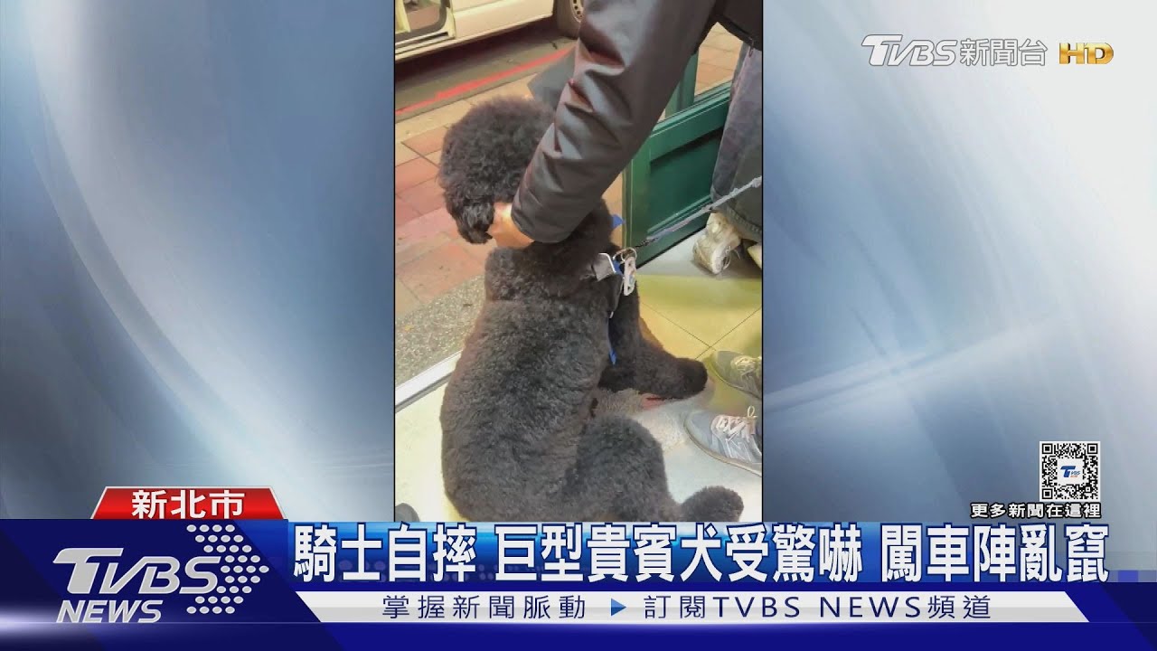 Cola你在哪！女摔車愛犬驚嚇竄車陣　警、民幫找回