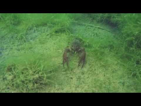 Tauchen Dahoam, Danglweiher,Kühmoos bei Plattling,Bayern,Deutschland