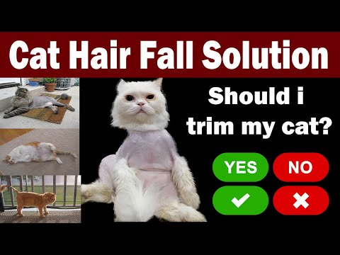 Your Cat Need Trimming? | Cat Shaving Types | Diseases | Hair Fall Solution | In Urdu | Precautions