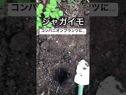 コンパニオン プランツ キョウチクトウ協会 庭の開花低木