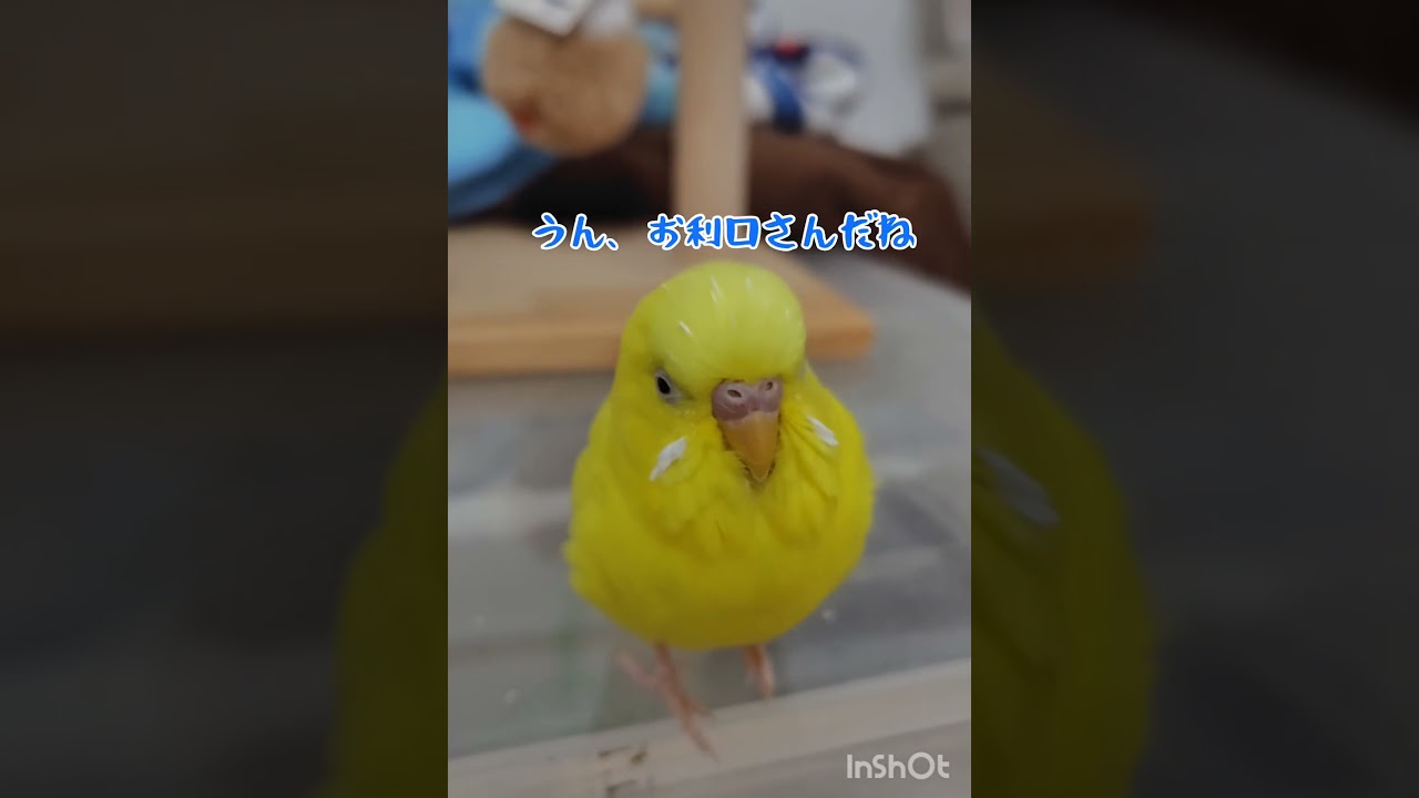 本当に何でも食べるトリ