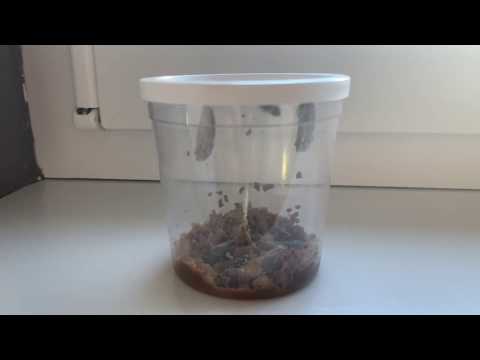 Schmetterlinge selber züchten