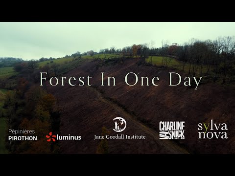 Forest In One Day