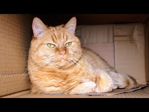 How to Pack and Move Your Cat - Travel With Cat