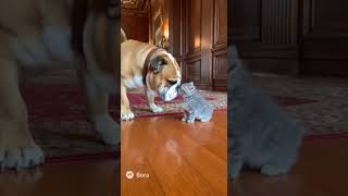 ブルドッグと子猫(sora2生成動画) #dog #cute #kitten