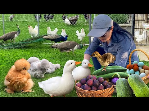 Embracing the Peaceful Countryside Life 🌿 Organic Gardens, Rare Poultry & Cozy Harvest Meals