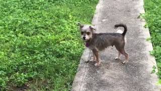 Chica one last romp before we say goodbye. Tracysdogs