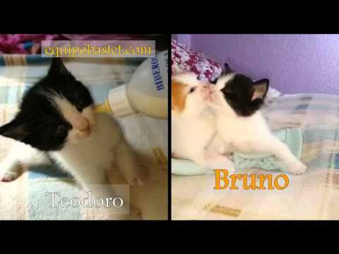 Bebes rescatados de una muerte segura  | Equipo Bastet