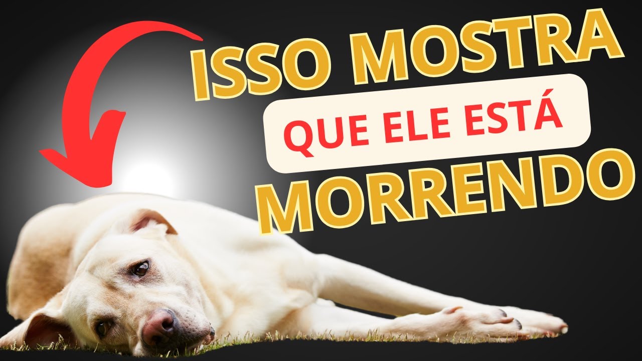 13 Sinais de que seu cachorro está MORRENDO