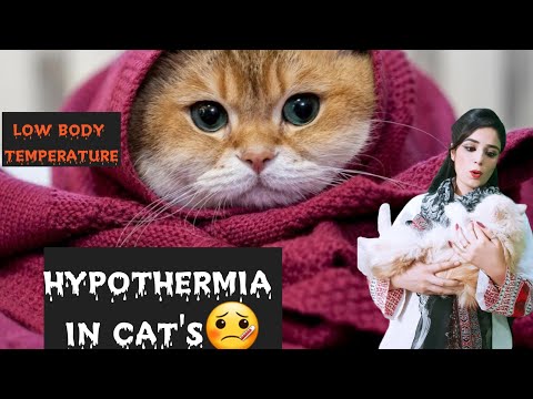 Low body temperature in cat/causes and solutions/ How to treat Cat from hypothermia/cold weather