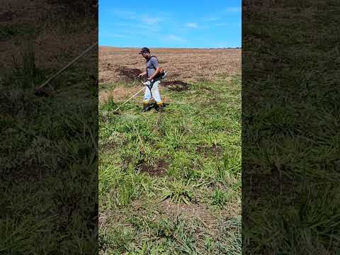 limpeza no florestamento.fazenda Camboa Ipiranga parana