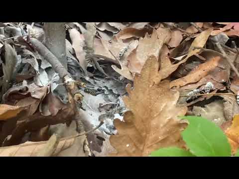 Leaves Hide Yellow Jackets Nest in Gladstone, NJ