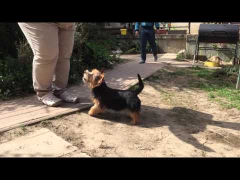 Norwich Terrier puppy for sale