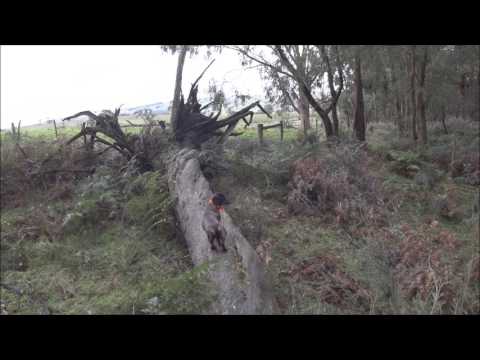 Driven Fox Hunt with Blaser BBF97, Aimpoint H1 Micro and Dachshunds Victoria 09/07/2017