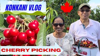 Pick your own Cherries -ಕೊಂಕಣಿ Vlog. Must Watch! #cherry #konkani #canada  #konkanivlogs #mangalore