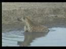 Hyena at the waterhole