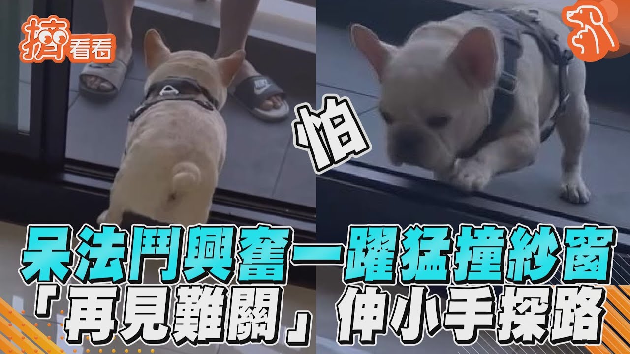 影音／呆法鬥興奮一躍猛撞紗窗　「再見難關」伸小手探路