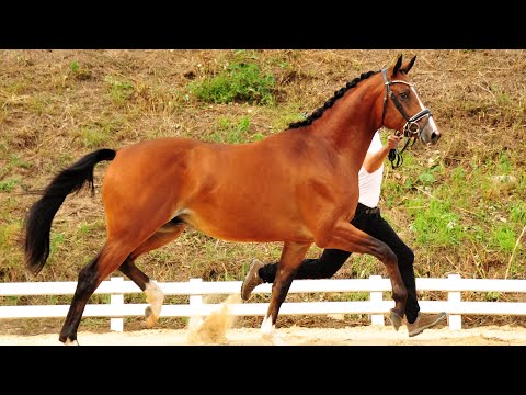 Nr. 27  Hengst  "Hatton Cross" von Rheinklang - Caprimond *2018