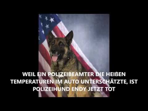 Polizeihund stirbt an Überhitzung