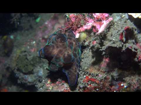 12 Stunning Videos of Life Beneath the Waves