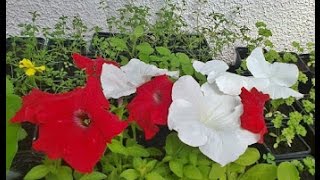 You Are My Love  -  Engelbert Humperdinck