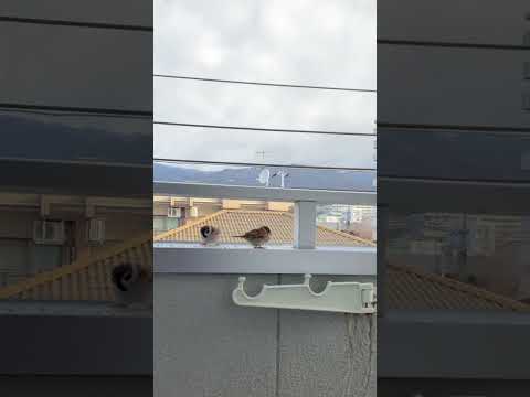 CDアルミホイルを使って市の屋上テラスバルコニーからムクドリを追い払う