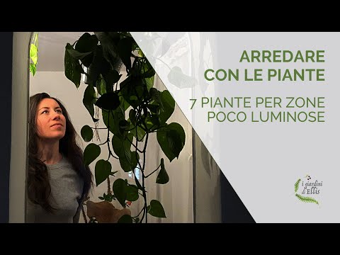 , title : '7 piante per case poco luminose'