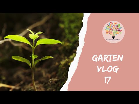 Heimische Wildstauden richtig topfen: Praxis-Guide für deinen Naturgarten