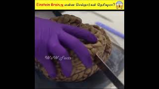 😱 Sad facts & Shocking results behind Albert Einstein's Brain Mystery in Tamil | WoW Facts | தமிழ்