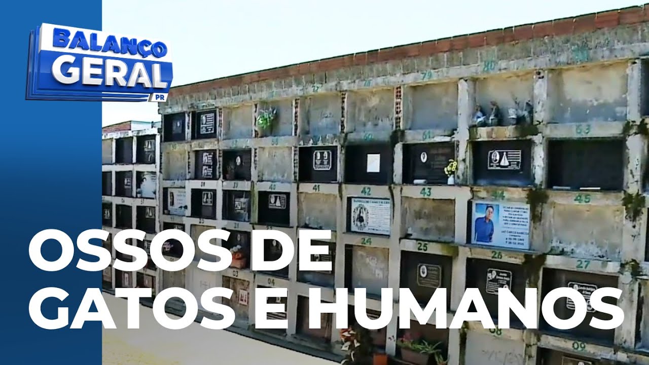 Sacos com ossos humanos e gatos mortos são encontrados em freezer dentro de escritório