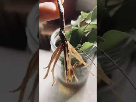 Oziljavanje Bendzamin Fikusa