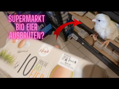 Bio-Eier aus dem Supermarkt ausbrüten – geht das? (100-Abonnenten-Special)