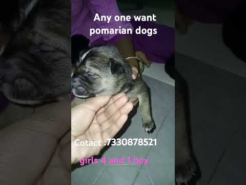 call how were in vijayawada #ytshorts #doglover #pets #puppy #shorts