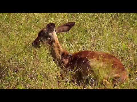 Djuma: Wildebeests and Impalas with injured Impala lamb-Pt:2 - 14:50 - 03/07/20